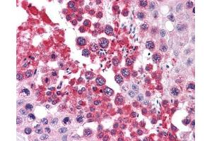 IHC-P Image Immunohistochemical analysis of paraffin-embedded human testis, using RUVBL2, antibody(10 μg/ml).
