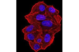 Immunofluorescence analysis of Hela cells using UFD1L mouse mAb.