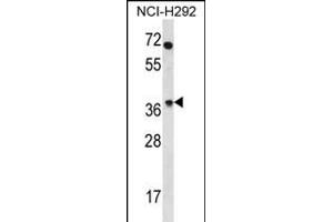 OR4N2 Antibody (N-term) (ABIN656208 and ABIN2845527) western blot analysis in NCI- cell line lysates (35 μg/lane). (OR4N2 anticorps  (N-Term))
