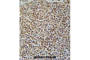 PAX7 Antibody (C-term) immunohistochemistry analysis in formalin fixed and paraffin embedded human spleen tissue followed by peroxidase conjugation of the secondary antibody and DAB staining. (PAX7 anticorps  (C-Term))