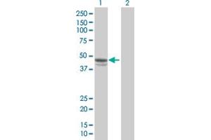 Western Blot analysis of SERPINE1 expression in transfected 293T cell line by SERPINE1 MaxPab polyclonal antibody. (PAI1 anticorps  (AA 1-402))