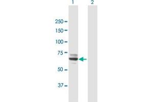 Western Blot analysis of MOXD1 expression in transfected 293T cell line by MOXD1 MaxPab polyclonal antibody. (MOXD1 anticorps  (AA 1-613))