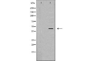 Western blot analysis of extracts of TPH1 , using CHI3L1 antibody. (CHI3L1 anticorps  (Internal Region))