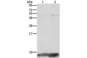 Western Blot analysis of Mouse brain and heart tissue using FXYD1 Polyclonal Antibody at dilution of 1:1290 (FXYD1 anticorps)