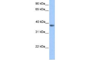 Western Blotting (WB) image for anti-Neurogenic Differentiation 6 (NEUROD6) antibody (ABIN2457951) (NEUROD6 anticorps)