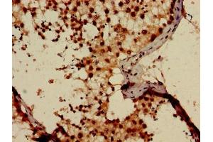 Immunohistochemistry of paraffin-embedded human testis tissue using ABIN7163274 at dilution of 1:100 (Phosphoglucomutase 1 anticorps  (AA 1-562))