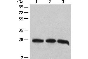 Western blot analysis of 293T cell lysates using CHCHD3 Polyclonal Antibody at dilution of 1:1000 (CHCHD3 anticorps)