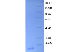 SDS-PAGE (SDS) image for Ribosomal Protein L30 (RPL30) (AA 1-59), (full length) protein (His tag) (ABIN5712632)
