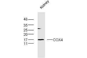 Mouse kidney lysates probed with COX4 Polyclonal Antibody, Unconjugated  at 1:300 dilution and 4˚C overnight incubation. (COX IV anticorps  (AA 51-169))