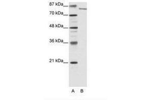 Image no. 2 for anti-Lysine (K)-Specific Demethylase 2A (KDM2A) (N-Term) antibody (ABIN6736177) (KDM2A anticorps  (N-Term))