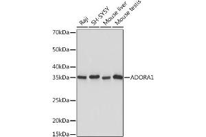 Western blot analysis of extracts of various cell lines, using  Rabbit mAb (ABIN7265453) at 1:1000 dilution. (ADORA1 anticorps)