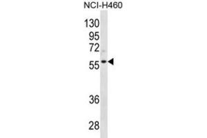 Western Blotting (WB) image for anti-Cyclin L2 (CCNL2) antibody (ABIN2996714) (Cyclin L2 anticorps)
