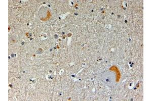 ABIN334368 (4µg/ml) staining of paraffin embedded Human Brain. (NOS1AP anticorps  (N-Term))