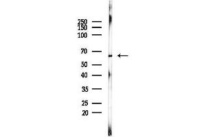 anti-P21 Protein (Cdc42/Rac)-Activated Kinase 1/2 (PAK1/2) antibody