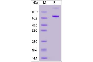 Fed Human CD4, Fc Tag on  under reducing (R) condition.