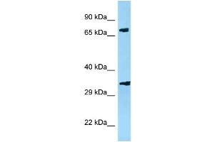 WB Suggested Anti-Pja2 Antibody   Titration: 1. (PJA2 anticorps  (N-Term))