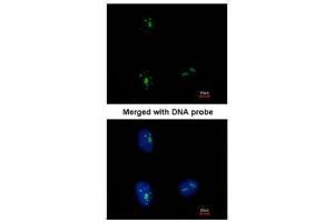 ICC/IF Image Immunofluorescence analysis of paraformaldehyde-fixed HeLa, using KRR1, antibody at 1:500 dilution. (KRR1 anticorps)