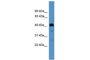 WB Suggested Anti-ITLN1 Antibody Titration:  0.