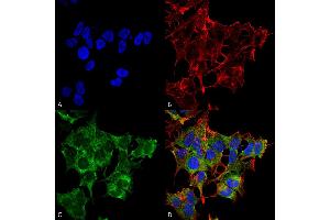 Immunocytochemistry/Immunofluorescence analysis using Rabbit Anti-ATG4A Polyclonal Antibody . (ATG4A anticorps  (AA 102-113) (FITC))