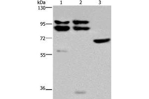 Western Blot analysis of Hela, 231 and NIH/3T3 cell using OS9 Polyclonal Antibody at dilution of 1:200 (OS9 anticorps)