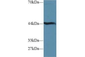 Western Blot; Sample: Mouse Liver lysate; Primary Ab: 1µg/ml Rabbit Anti-Mouse HAO1 Antibody Second Ab: 0.