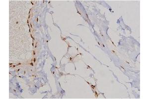 ABIN6267607 at 1/200 staining Human heart tissue sections by IHC-P.