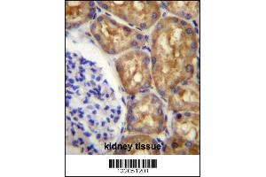 ASS1 Antibody immunohistochemistry analysis in formalin fixed and paraffin embedded human kidney tissue followed by peroxidase conjugation of the secondary antibody and DAB staining. (ASS1 anticorps  (C-Term))