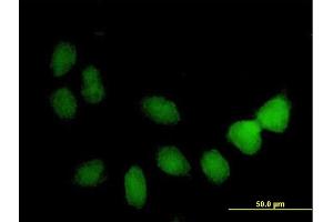 Immunofluorescence of purified MaxPab antibody to TSPYL4 on HeLa cell. (TSPY-Like 4 anticorps  (AA 1-211))