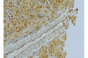 ABIN6272999 at 1/100 staining Mouse kidney tissue by IHC-P. (Flotillin 1 anticorps  (Internal Region))