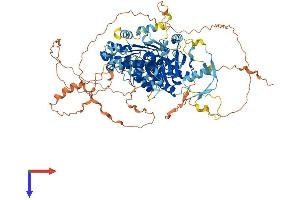 AlphaFold protein structure predicition of Mouse Recombinant Ddx24 Protein, UniprotID Q9ESV0