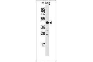 Western blot analysis of anti-ACPP Antibody (C-term) in mouse lung tissue lysates (35ug/lane). (ACPP anticorps  (C-Term))