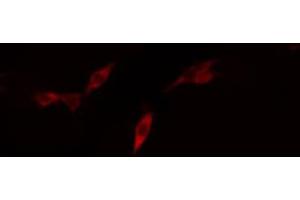 ABIN6268911 staining U87-MG cells by IF/ICC.