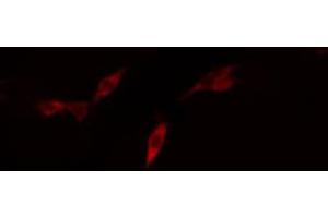 ABIN6268911 staining U87-MG cells by IF/ICC. (Claudin 11 anticorps  (C-Term))