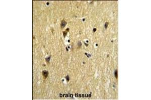 Formalin-fixed and paraffin-embedded human testis tissue reacted with STIP1 Antibody (Center) (ABIN1882135 and ABIN2839438) , which was peroxidase-conjugated to the secondary antibody, followed by DAB staining.