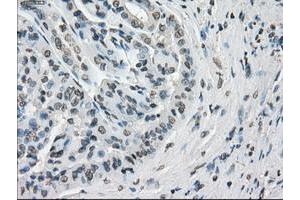 Image no. 5 for anti-P450 (Cytochrome) Oxidoreductase (POR) antibody (ABIN1497746) (POR anticorps)