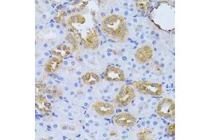 Immunohistochemistry of paraffin-embedded rat kidney using FDPS Antibody.
