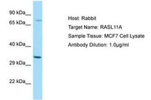 RASL11A 抗体  (AA 41-90)