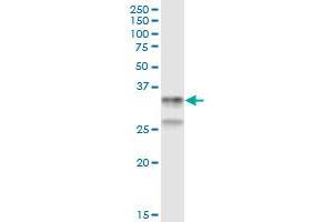 Immunoprecipitation of CD79B transfected lysate using anti-CD79B MaxPab rabbit polyclonal antibody and Protein A Magnetic Bead , and immunoblotted with CD79B purified MaxPab mouse polyclonal antibody (B01P) .