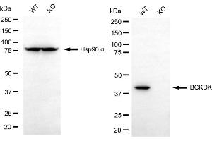 Western blotting analysis using BCKDK antibody (ABIN7797783).