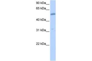 Western Blotting (WB) image for anti-Collagen, Type XXVI, alpha 1 (COL26A1) antibody (ABIN2463535)