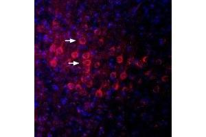 Expression of PSD-95 in mouse parietal cortex - Immunohistochemical staining of perfusion-fixed frozen mouse brain sections using Anti-PSD-95 Antibody (ABIN7043104, ABIN7045148 and ABIN7045149), (1:400), followed by anti-rabbit-Cy3 antibody (red). (DLG4 anticorps  (Intracellular))
