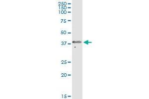FOXS1 MaxPab polyclonal antibody.