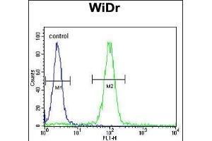 anti-Meis Homeobox 2 (MEIS2) (AA 254-280) antibody