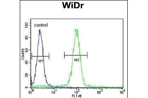 MEIS2 Antibody (Center ) (ABIN651709 and ABIN2840369) flow cytometric analysis of WiDr cells (right histogram) compared to a negative control cell (left histogram).