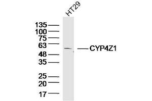 HT29 lysates probed with CYP4Z1 Polyclonal Antibody, Unconjugated  at 1:300 dilution and 4˚C overnight incubation.