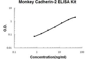 Monkey Primate Cadherin-2/N-Cadherin PicoKine ELISA Kit standard curve (N-Cadherin Kit ELISA)