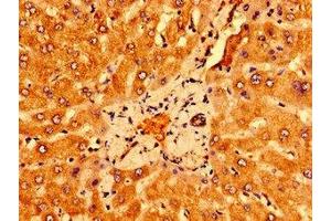 Immunohistochemistry of paraffin-embedded human liver tissue using ABIN7166602 at dilution of 1:100