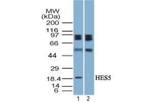 Image no. 1 for anti-Hairy and Enhancer of Split 5 (HES5) (AA 1-50) antibody (ABIN960199) (HES5 anticorps  (AA 1-50))