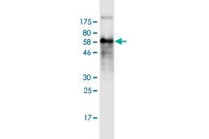 Western Blot detection against Immunogen (63.