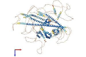 AlphaFold protein structure predicition of Human Recombinant CUX2 Protein, UniprotID O14529